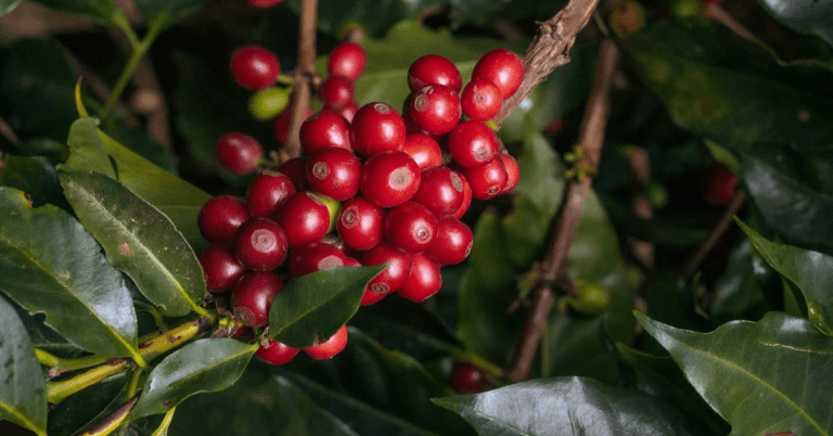 Single Origin: International